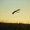 flying bird c