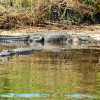gators