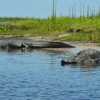 gators c