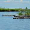 gators f