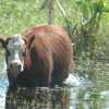 cow