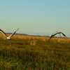 flying birds c