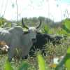 cows