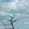 bird b